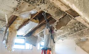 Why You Should Choose Our Mold Remediation Services in Franklin, TX